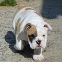 MAGICO MASCHIO DI BULLDOG INGLESE