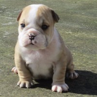 MAGICA FEMMINA DI BULLDOG FRANCESE