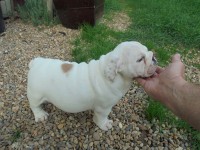 FEDE1 FEMMINA DI BULLDOG INGLESE