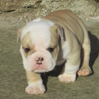 SAMANTA1 FEMMINA DI BULLDOG FRANCESE