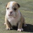 MAGICA FEMMINA DI BULLDOG FRANCESE