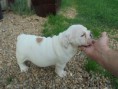 FEDE1 FEMMINA DI BULLDOG INGLESE